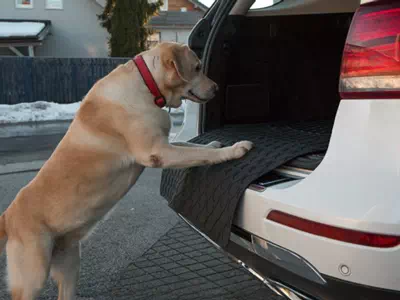 DoggyMat® mit Hund